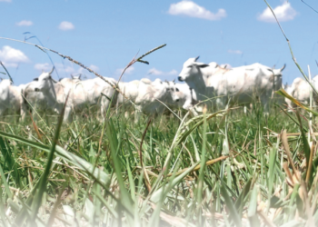 Invista na lavoura de capim