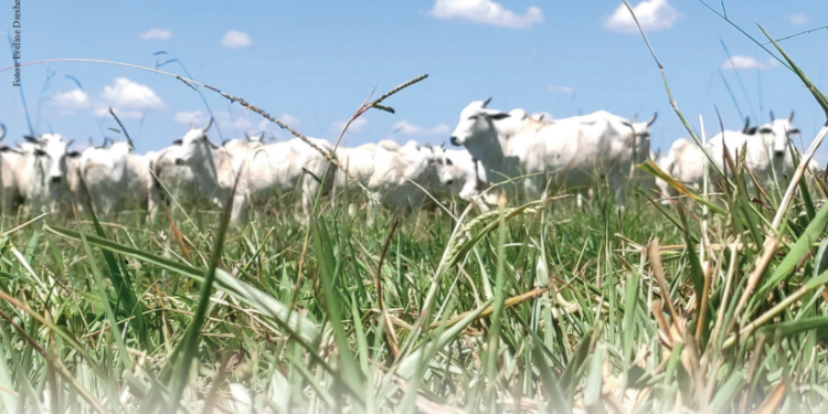 Invista na lavoura de capim