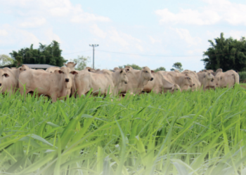 Bactérias a serviço do Panicum