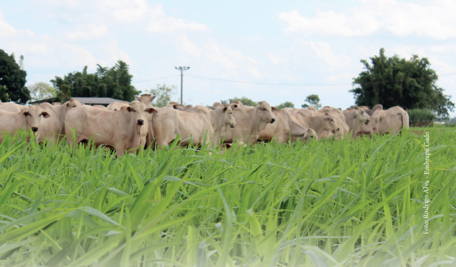 Bactérias a serviço do Panicum