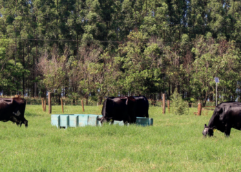 Manejo nas pastagens tropicais podem resultar em significativo aumento da produção leiteira