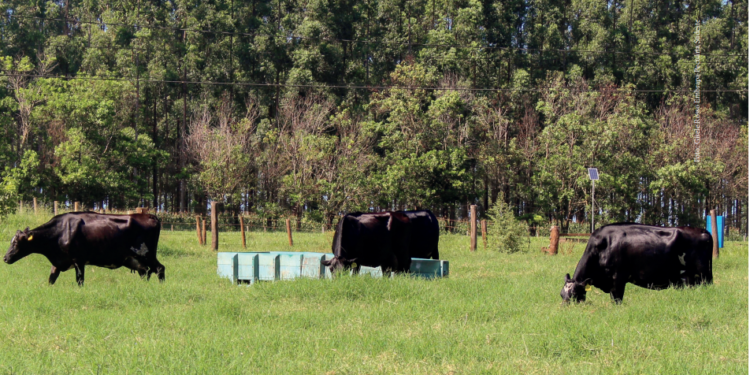Manejo nas pastagens tropicais podem resultar em significativo aumento da produção leiteira