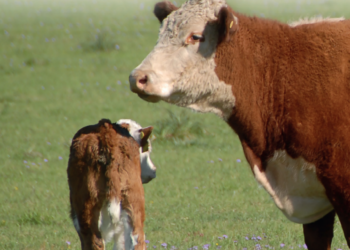Redução na idade do acasalamento aumenta exigência nutricional de novilhas na cria e recria