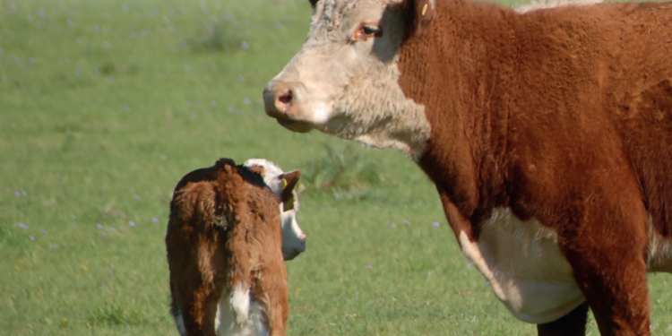 Redução na idade do acasalamento aumenta exigência nutricional de novilhas na cria e recria