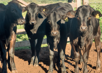 CONFINADOR: Qualidade no cocho é resultado no BOLSO