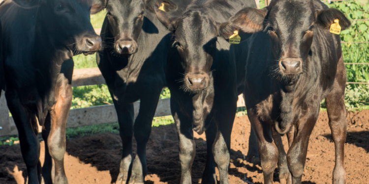 CONFINADOR: Qualidade no cocho é resultado no BOLSO