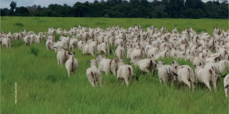 Equilíbrio e sinergia em crescente sintonia