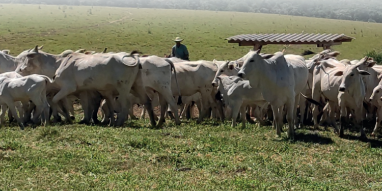 MANEJO: Quando o todo é maior que a soma das partes