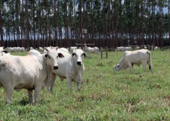 PRECOCIDADE: Maturidade acelerada