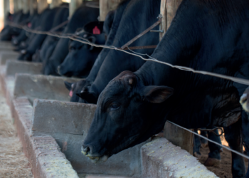 O CONFINADOR: Cardápio farto e VARIADO