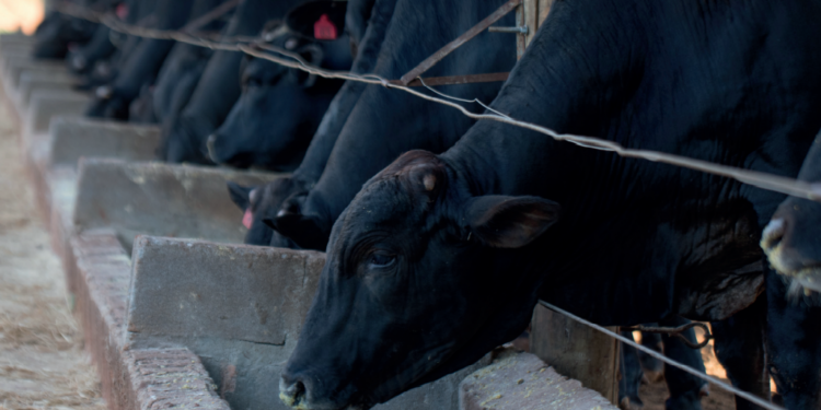 O CONFINADOR: Cardápio farto e VARIADO