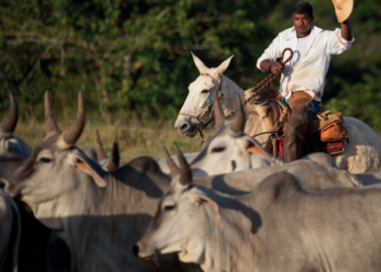 Bem-estar – Domínio sobre comportamento animal facilita movimentação do gado