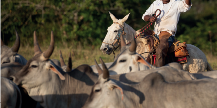 Bem-estar – Domínio sobre comportamento animal facilita movimentação do gado