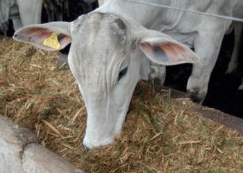 O CONFINADOR – Porto seguro