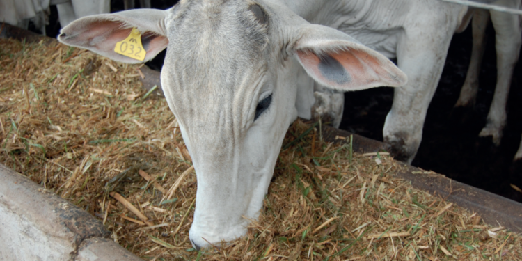 O CONFINADOR – Porto seguro