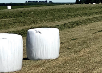 A cultura do capim, a reserva na seca e o fim do boi sanfona