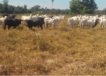 Reformar ou recuperar pastagens?