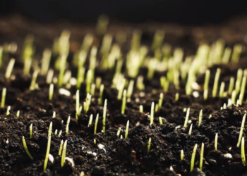 A importância de sincronizar a vida no solo