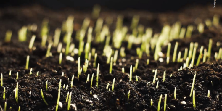 A importância de sincronizar a vida no solo