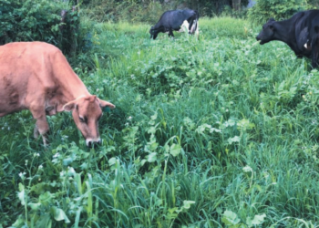 Nabo forrageiro pode suplementar vacas em lactação durante períodos de seca