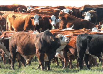 Tecnologias de reprodução e diagnóstico antecipam temporada de monta