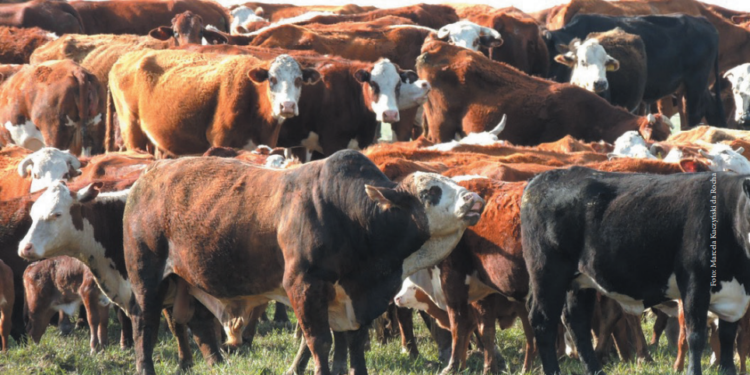 Tecnologias de reprodução e diagnóstico antecipam temporada de monta