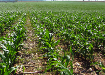 Como mitigar os efeitos do estresse hídrico