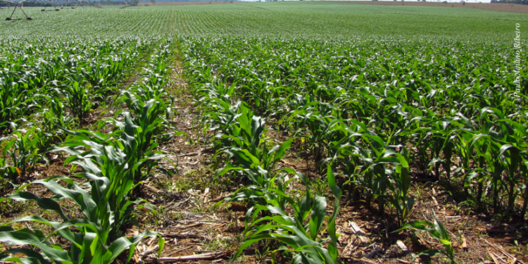 Como mitigar os efeitos do estresse hídrico