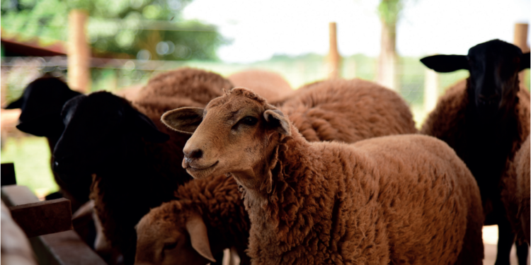 Nutrição como parceira da reprodução