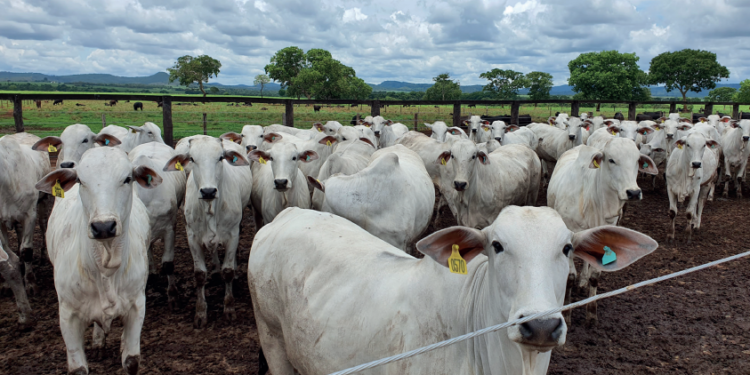 A farta colheita da “safrinha de carne”