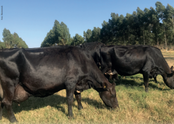 Metabolismo turbinado