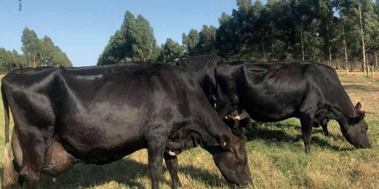 Metabolismo turbinado