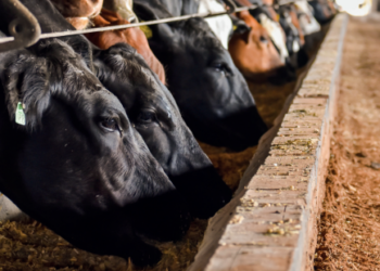 Intensificação sistêmica e precisa