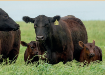 ILP para manutenção de bezerros em áreas menores