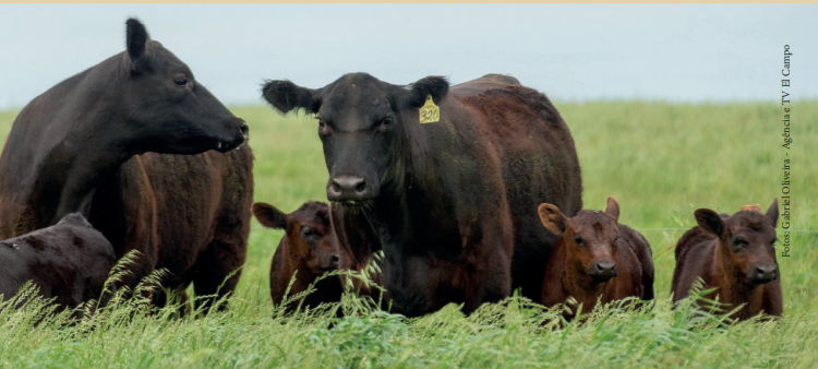 ILP para manutenção de bezerros em áreas menores