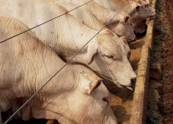Estratégias alternativas podem reduzir a necessidade de milho no cocho