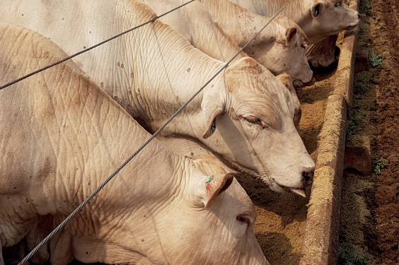 Estratégias alternativas podem reduzir a necessidade de milho no cocho