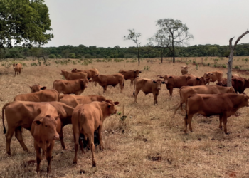 CARRAPATO SOLITÁRIO E CONTROLADO