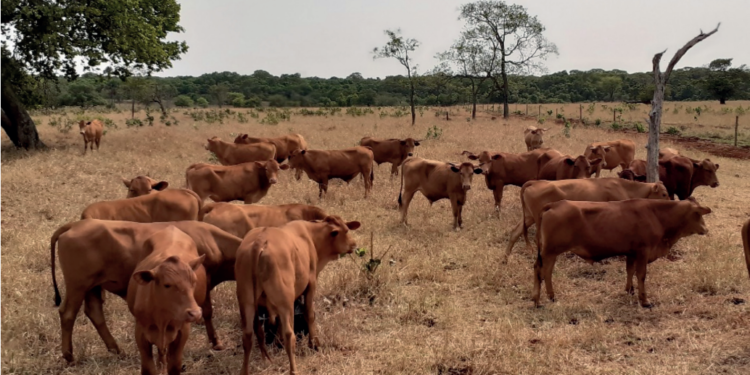 CARRAPATO SOLITÁRIO E CONTROLADO