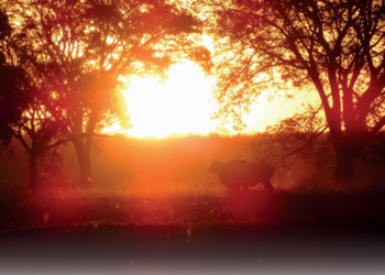 Elas só querem sombra e água fresca