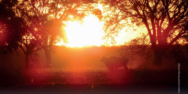Elas só querem sombra e água fresca