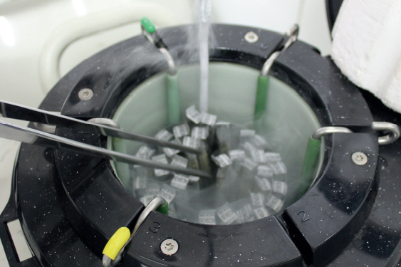 ASBIA: CARA E CORPO DA INSEMINAÇÃO ARTIFICIAL NO BRASIL