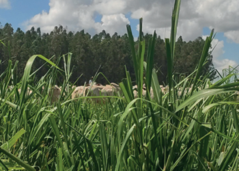 Sustentabilidade: Ciclo virtuoso