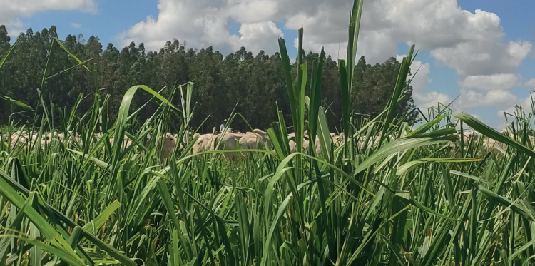 Sustentabilidade: Ciclo virtuoso