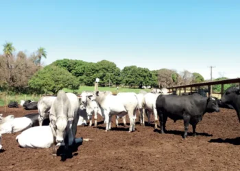 Manejo – Heterose eficiente ou ”tatu com cobra”?