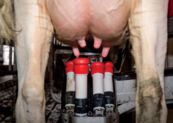 Automação da ordenha dribla falta de mão de obra especializada