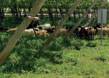 Sistemas de produção integrados abrem oportunidade ao setor ovino