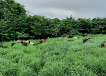 Integração favorece segurança alimentar