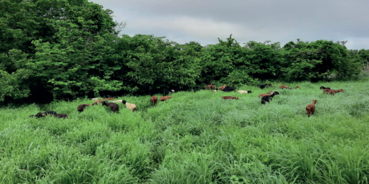 Integração favorece segurança alimentar
