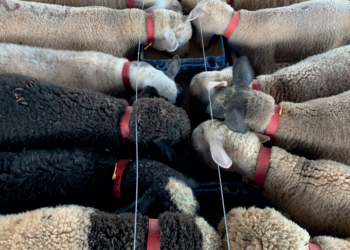 Desenvolvimento a pleno